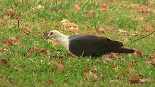 Pigeon leucomèle - ML200881441