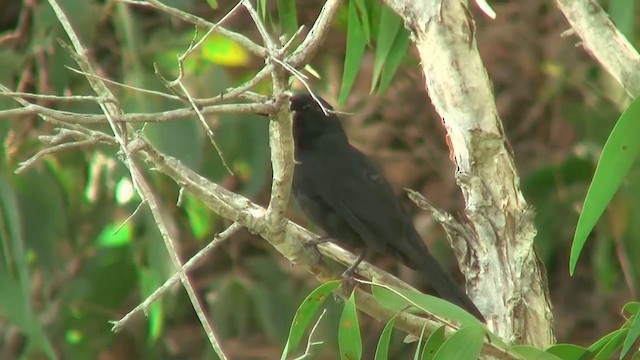 Black Butcherbird - ML200881451