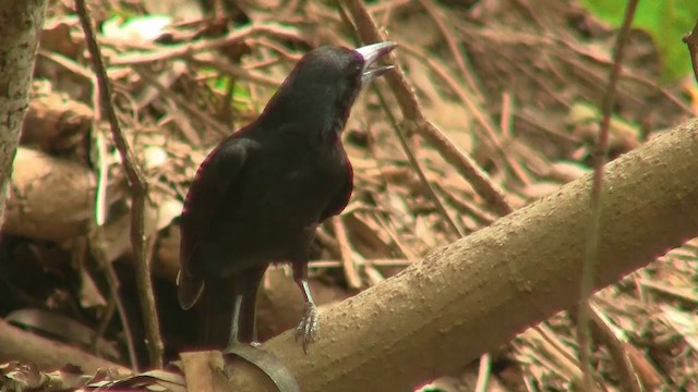 Black Butcherbird - ML200881461