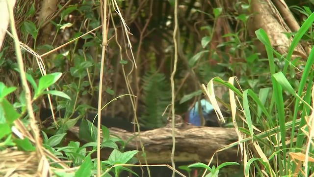 Southern Cassowary - ML200881471