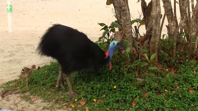 Southern Cassowary - ML200881481