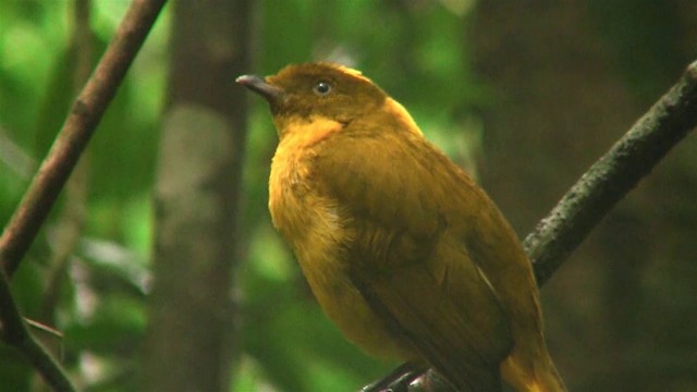 Golden Bowerbird - ML200881491