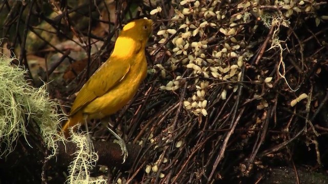 Golden Bowerbird - ML200881501