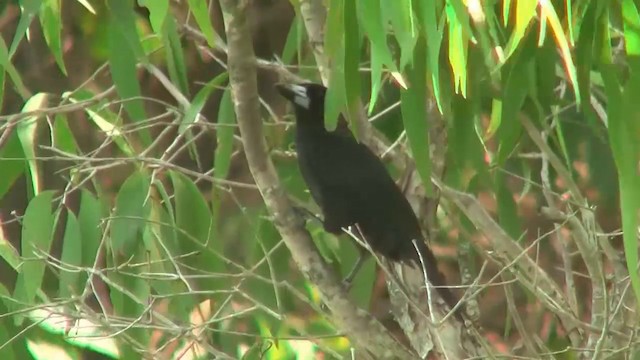 Black Butcherbird - ML200881511