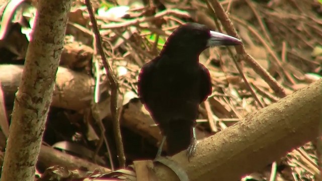 Black Butcherbird - ML200881521