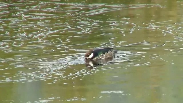 Green Pygmy-Goose - ML200881541