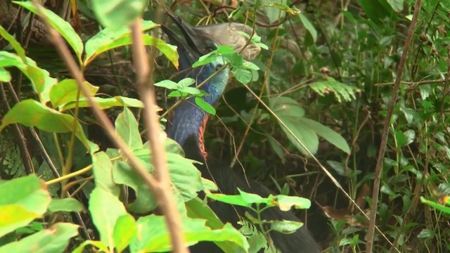 Southern Cassowary - ML200881581