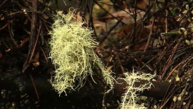 Golden Bowerbird - ML200881611