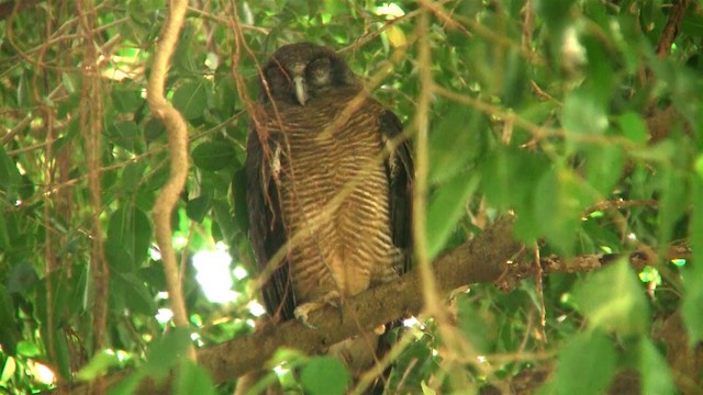 Rufous Owl - ML200881621