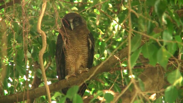 Rufous Owl - ML200881631