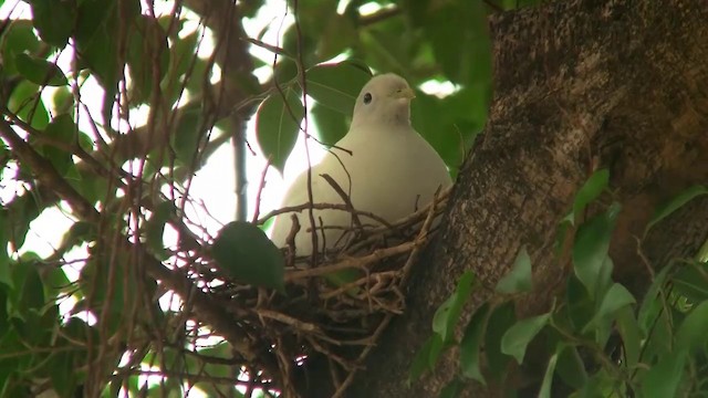 Torresian Imperial-Pigeon - ML200881661