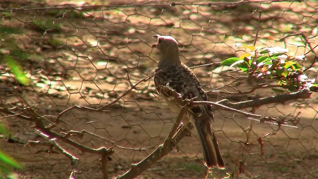 Great Bowerbird - ML200881671