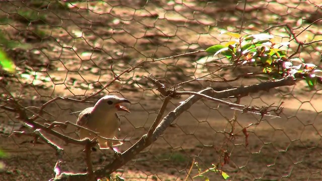 Great Bowerbird - ML200881681