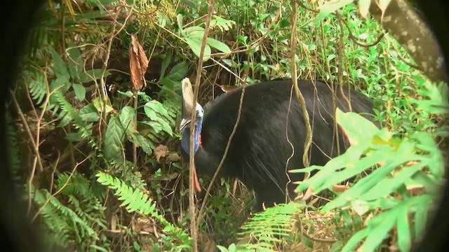 Southern Cassowary - ML200881691