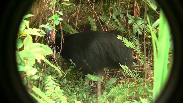 Southern Cassowary - ML200881701