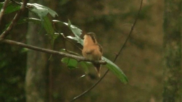 kolibřík malý - ML200881721