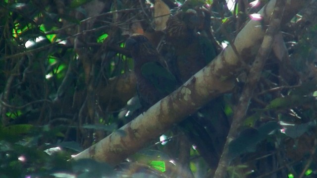 Red-fan Parrot - ML200881751