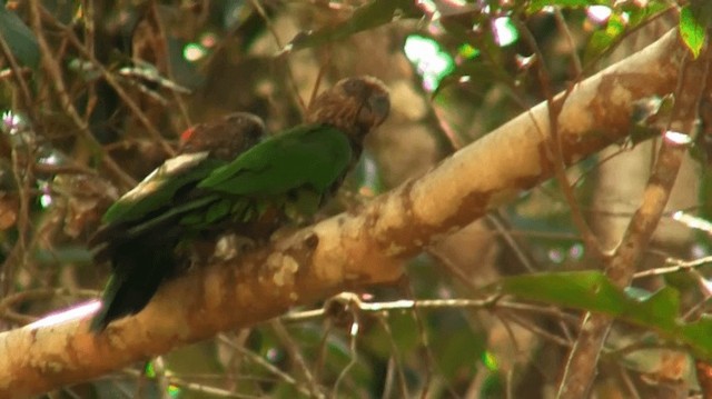 Red-fan Parrot - ML200881761