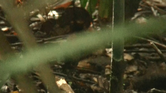 Rufous-capped Antthrush - ML200881921