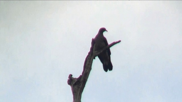 holub šupinkový - ML200881941