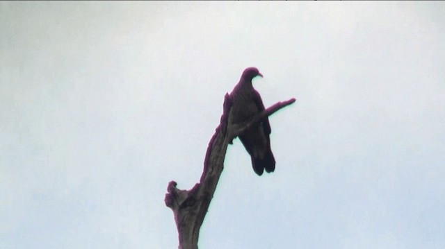 Scaled Pigeon - ML200881941