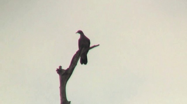 Scaled Pigeon - ML200881951