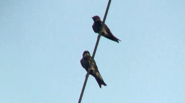 Golondrina Sureña - ML200882151
