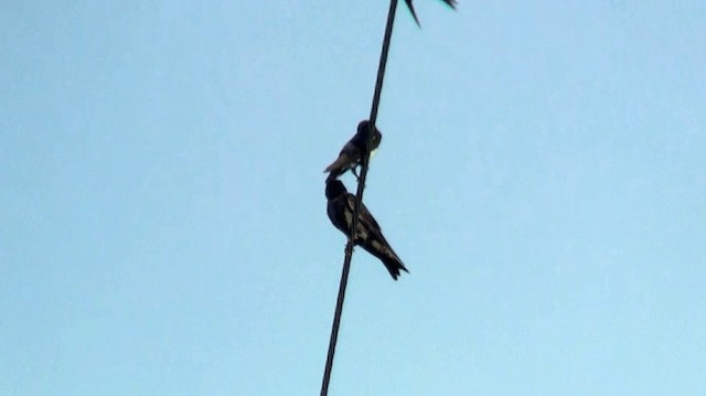 Golondrina Sureña - ML200882161