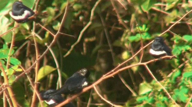 White-banded Swallow - ML200882231