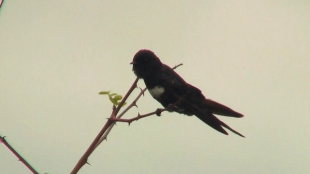 Golondrina Fajiblanca - ML200882241