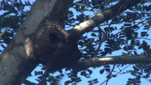 Kara Göğüslü Ağaçkakan (torquatus) - ML200882271