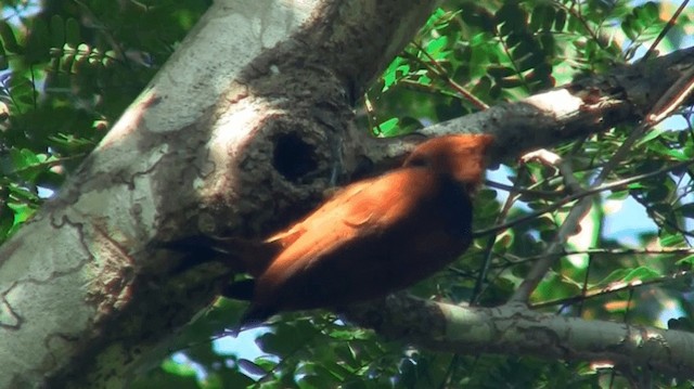 クビワテンニョゲラ（torquatus） - ML200882281