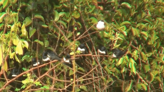 White-banded Swallow - ML200882311