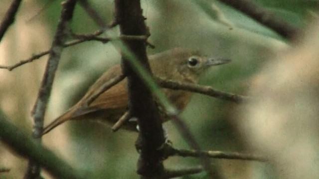 White-flanked Antwren (White-flanked) - ML200882331