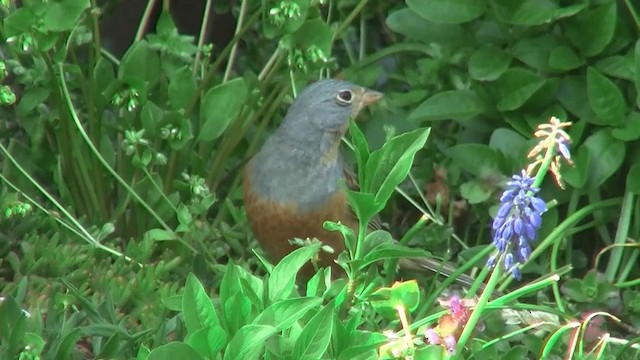 Cretzschmar's Bunting - ML200882671