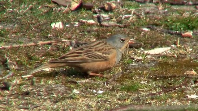 Cretzschmar's Bunting - ML200882681