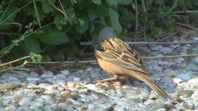 Cretzschmar's Bunting - ML200882771