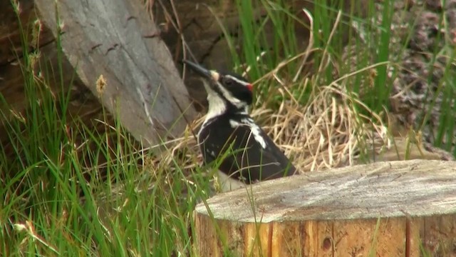 Hairy Woodpecker (Rocky Mts.) - ML200882921