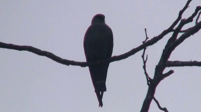 Plumbeous Kite - ML200883061