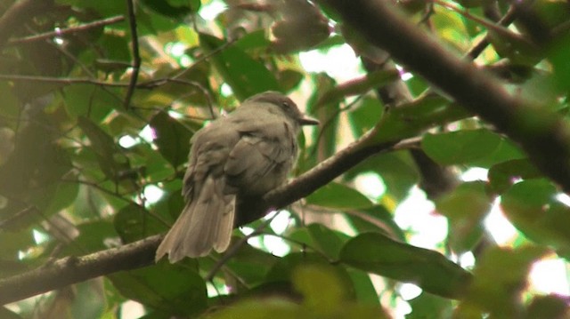 Grayish Mourner - ML200883091