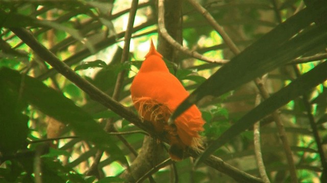 Guianan Cock-of-the-rock - ML200883111