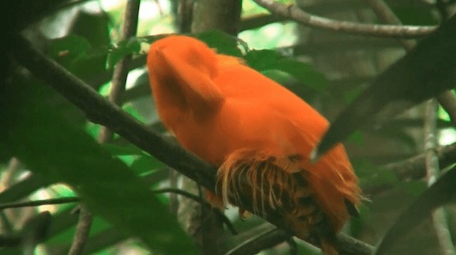 Guianan Cock-of-the-rock - ML200883121