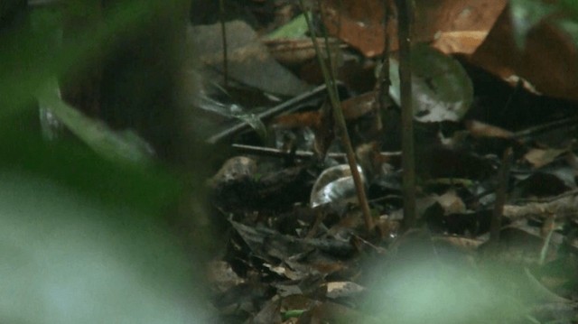 Rufous-capped Antthrush - ML200883171