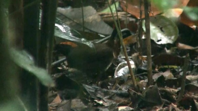 Rufous-capped Antthrush - ML200883181