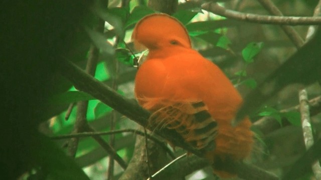 Coq-de-roche orange - ML200883301