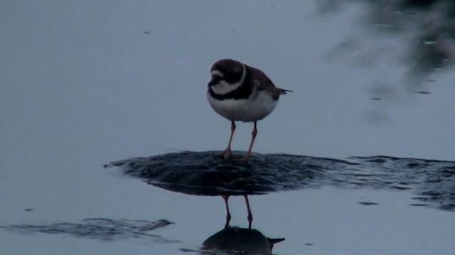 Semipalmated Plover - ML200883391