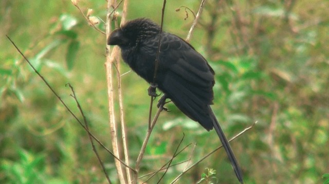 Smooth-billed Ani - ML200883441