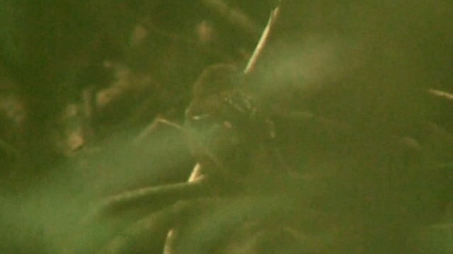 Spot-backed Antbird - ML200883481