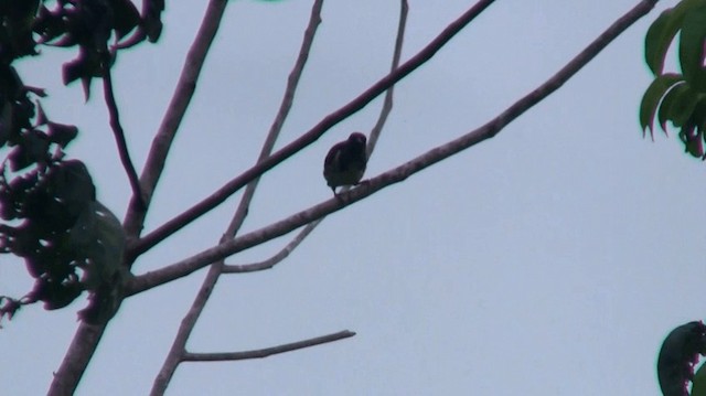 Turquoise Tanager - ML200883581