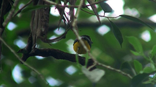 Violaceous Euphonia - ML200883631